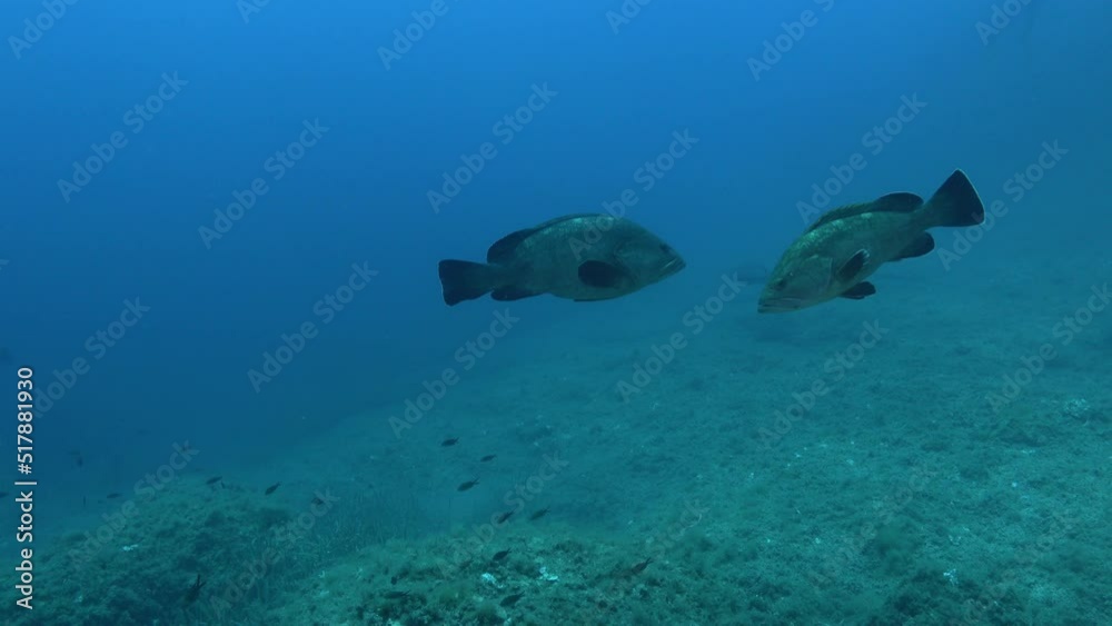 Two grouper fish swimming over the seabed Two grouper fish swimming over the seabed