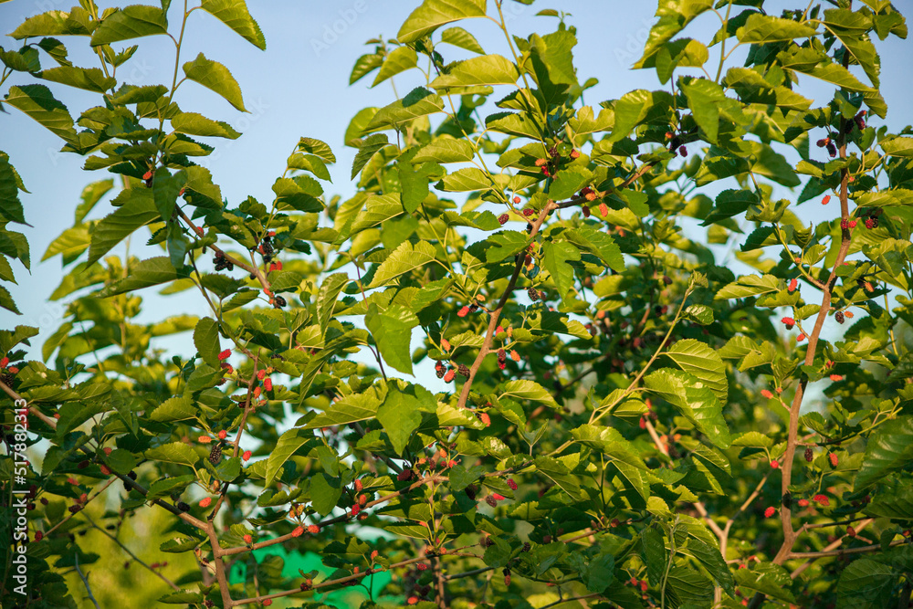 an apple tree blooming in spring with green leaves and densely covered with white flowers. wood. food. healthy food. gardening.
an apple tree blooming in spring with green leaves and densely covered with white flowers. wood. food. healthy food. gardening.