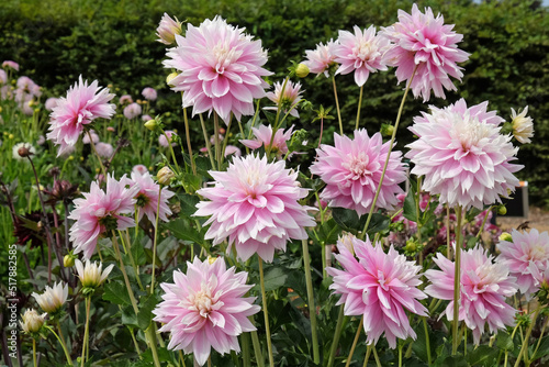 Decorative Dahlia  Evanah  in flower.