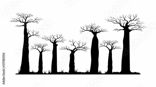 Fotografie, Obraz Silhouette baobab trees vector individual element with grass