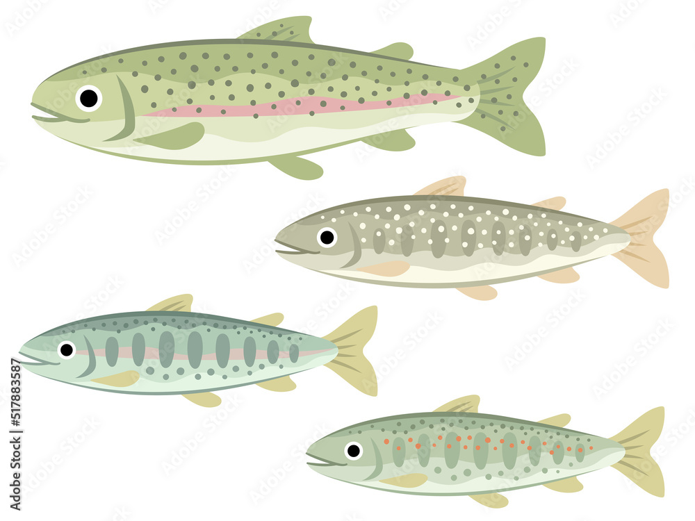 Obraz premium 川魚のイラストセット（ニジマス・イワナ・ヤマメ・アマゴ）