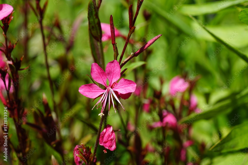 Closeup Wand Flower (Gaura lindheimeri gaudi red ), willowherb family (Onagraceae). July in a Dutch garden. Blurred plants on the background. Closeup Wand Flower (Gaura lindheimeri gaudi red ), willowherb family (Onagraceae). July in a Dutch garden. Blurred plants on the background.