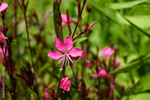  Closeup Wand Flower (Gaura lindheimeri gaudi red ), willowherb family (Onagraceae). July in a Dutch garden. Blurred plants on the background. photo