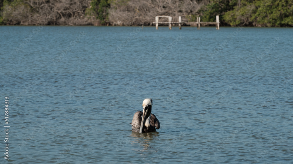 Pelican at Rio Lagartos, moving its wings, Pelican at Rio Lagartos, moving its wings,