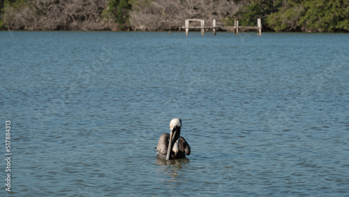 Pelican at Rio Lagartos  moving its wings  