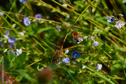 Männchen der Langhornbiene bei der Nektarsuche photo