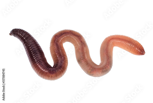 Squirming animal earthworm isolated on a white background