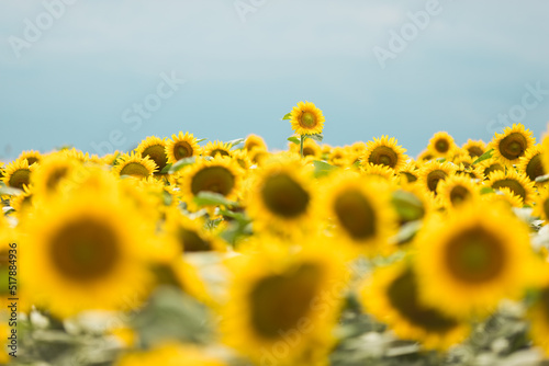 Konstfotografi Standing out from the crowd concept