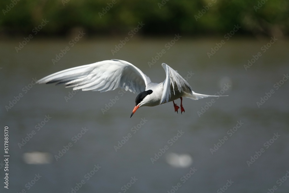 Fototapeta premium common tern (Sterna hirundo) at summer breeding grounds