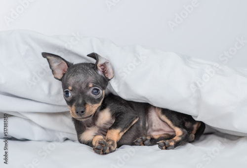 Tiny Toy terrier puppy lying under white blanket on a bed at home