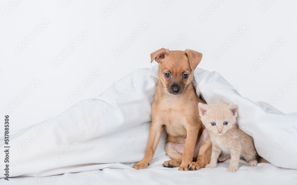 Cute Toy terrier puppy and baby kitten under white blanket on a bed at home. Empty space for text