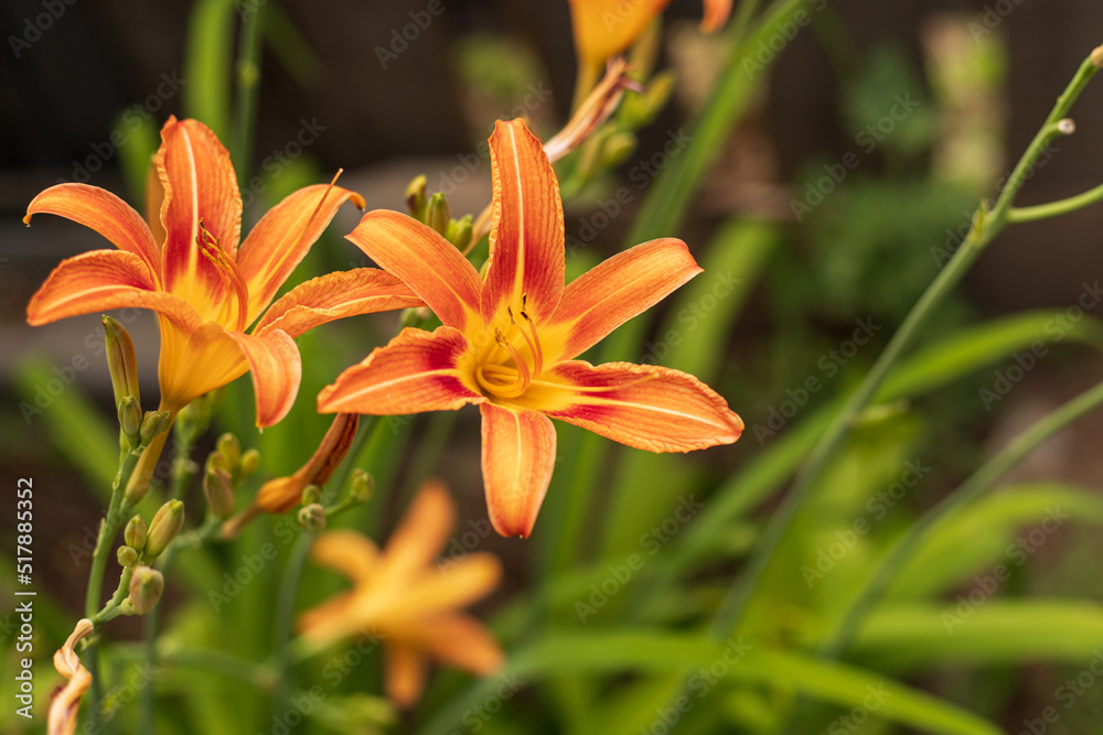 Close-up of a single blooming orange daylily flower on a green background Close-up of a single blooming orange daylily flower on a green background