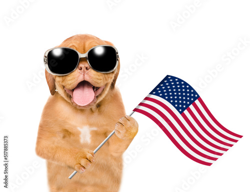 Mastiff puppy wearing sunglasses celebrating  independence day 4th of july with USA flag. isolated on white background © Ermolaev Alexandr
