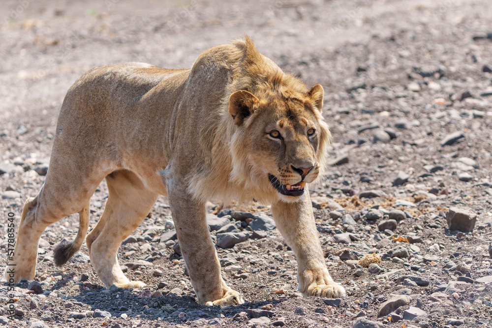 Lion (Panthera leo) male. This young male was hunting in a dry riverbed in Mashatu Game Reserve in the Tuli Block in Botswana Lion (Panthera leo) male. This young male was hunting in a dry riverbed in Mashatu Game Reserve in the Tuli Block in Botswana