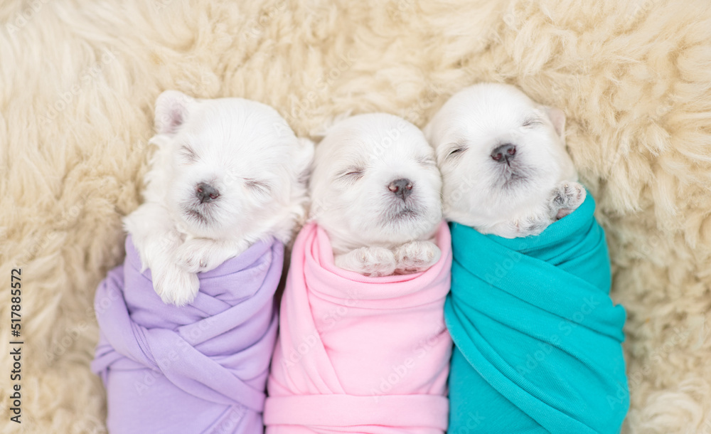 Tiny newborn white lapdog puppies wrapped like a babies sleep on a fur bed. Top down view Tiny newborn white lapdog puppies wrapped like a babies sleep on a fur bed. Top down view