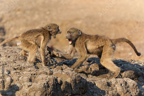 Chacma baboons  Papio ursinus   also known as the Cape baboon  playing and fighting in Mashatu Game Reserve in the Tuli Block in Botswana