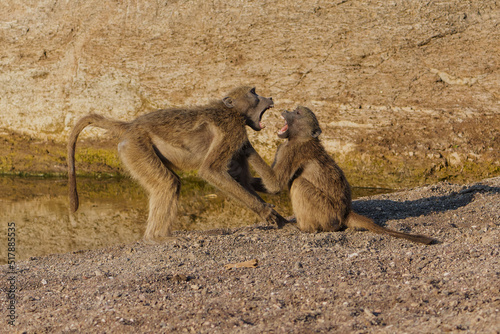 Chacma baboons (Papio ursinus), also known as the Cape baboon, playing and fighting in Mashatu Game Reserve in the Tuli Block in Botswana