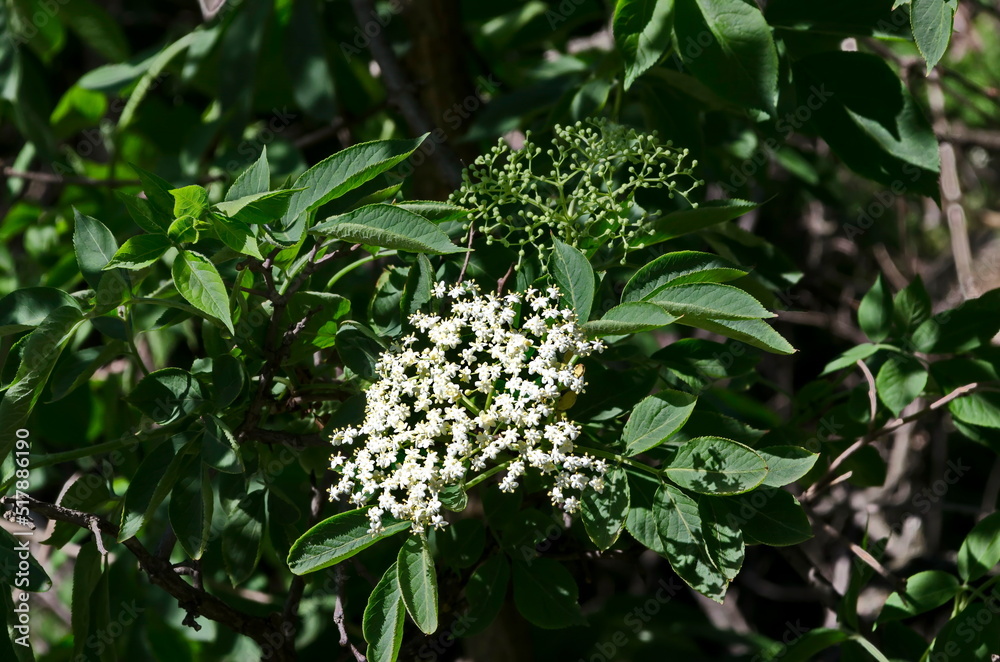 Twig blossomed Sambucus nigra or elderberry in the spring garden, Sofia, Bulgaria Twig blossomed Sambucus nigra or elderberry in the spring garden, Sofia, Bulgaria