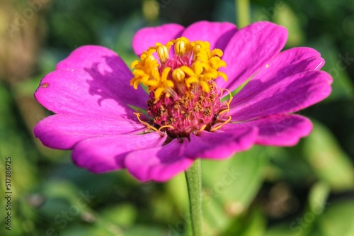 beautiful flowers on the bush