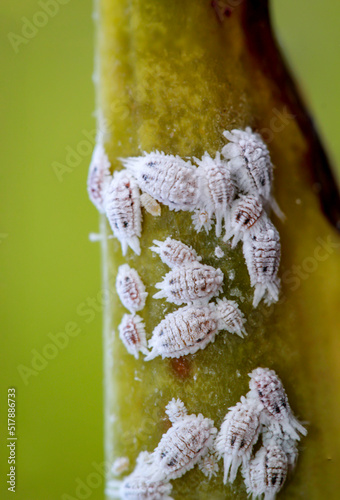 Schädling Wolllaus, Macro - Nahaufnahme, Wollläuse und Ameise auf einer Pflanze.
 photo