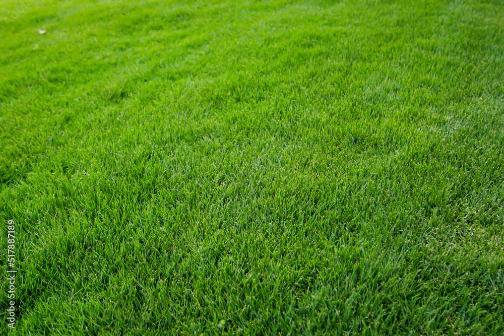 Eine Grastextur, viel saftiges Gras mit einem satten Grün.
Eine Grastextur, viel saftiges Gras mit einem satten Grün.
