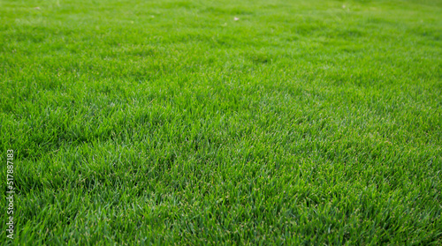 Eine Grastextur, viel saftiges Gras mit einem satten Grün.
