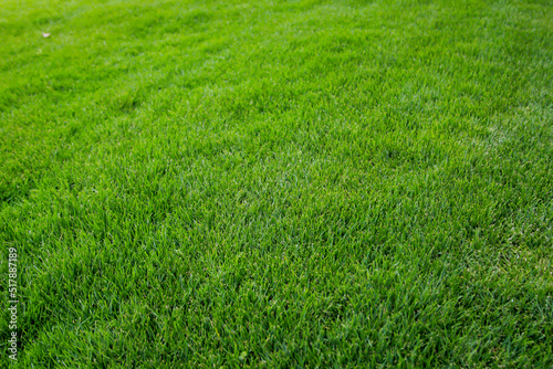 Eine Grastextur, viel saftiges Gras mit einem satten Grün. 