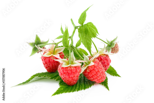 Wallpaper Mural Branch of ripe pink raspberries with leaves isolated on white background, macro. Torontodigital.ca
