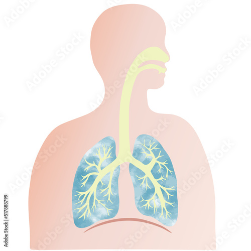 水彩風のカラフルな肺と気管支のイラストと人のシルエット 
Colorful illustration of the lungs and trachea with human silhouette with water color texture