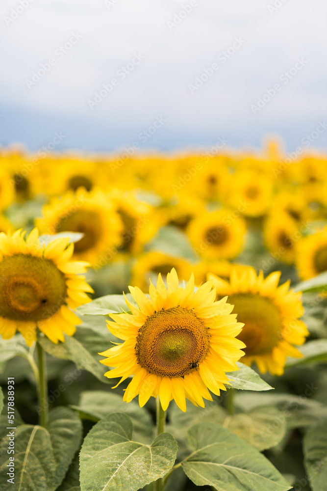 Wonderful panoramic view of field of sunflowers by summertime Wonderful panoramic view of field of sunflowers by summertime