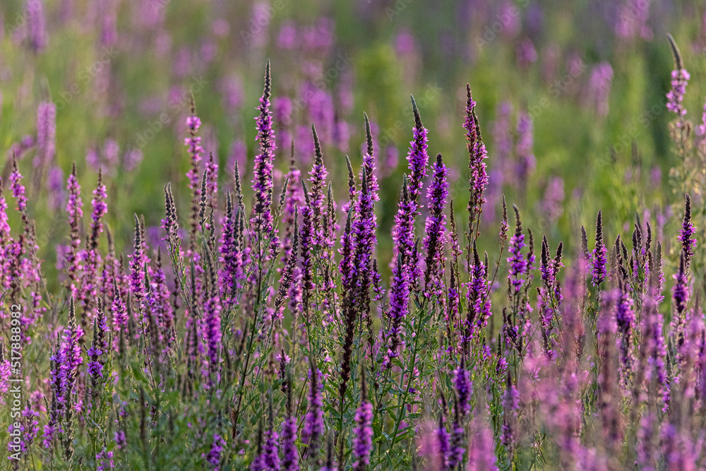 field of pickerelweed 