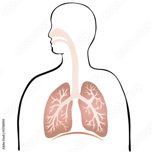 カラフルな肺と気管支のイラストと人のシルエット 
Colorful illustration of the lungs and trachea with human silhouette.