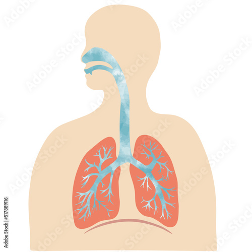 水彩風のカラフルな肺と気管支のイラストと人のシルエット 
Colorful illustration of the lungs and trachea with human silhouette with water color texture