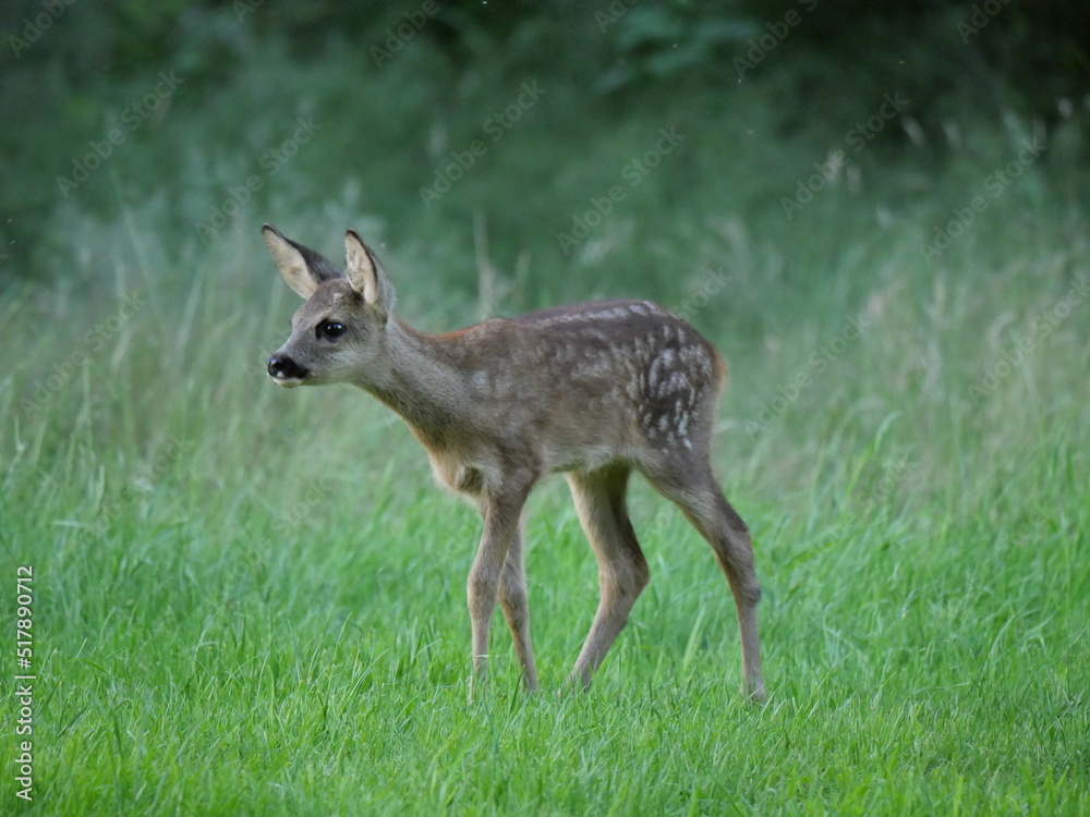 roe deer (capreolus capreolus) fawn in summer roe deer (capreolus capreolus) fawn in summer