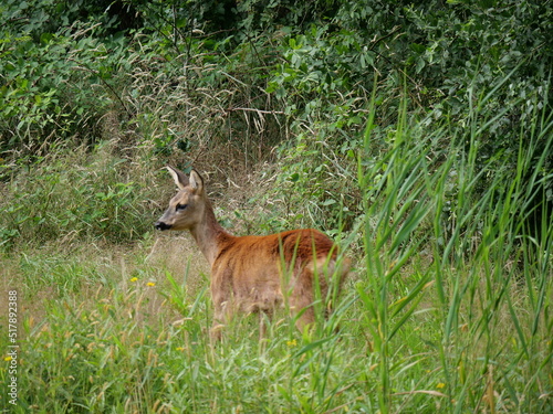 roe deer  capreolus capreolus  in summer 