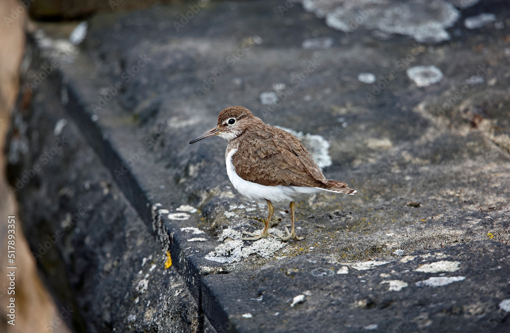 Common sandpiper perched on a dry stone wall Common sandpiper perched on a dry stone wall