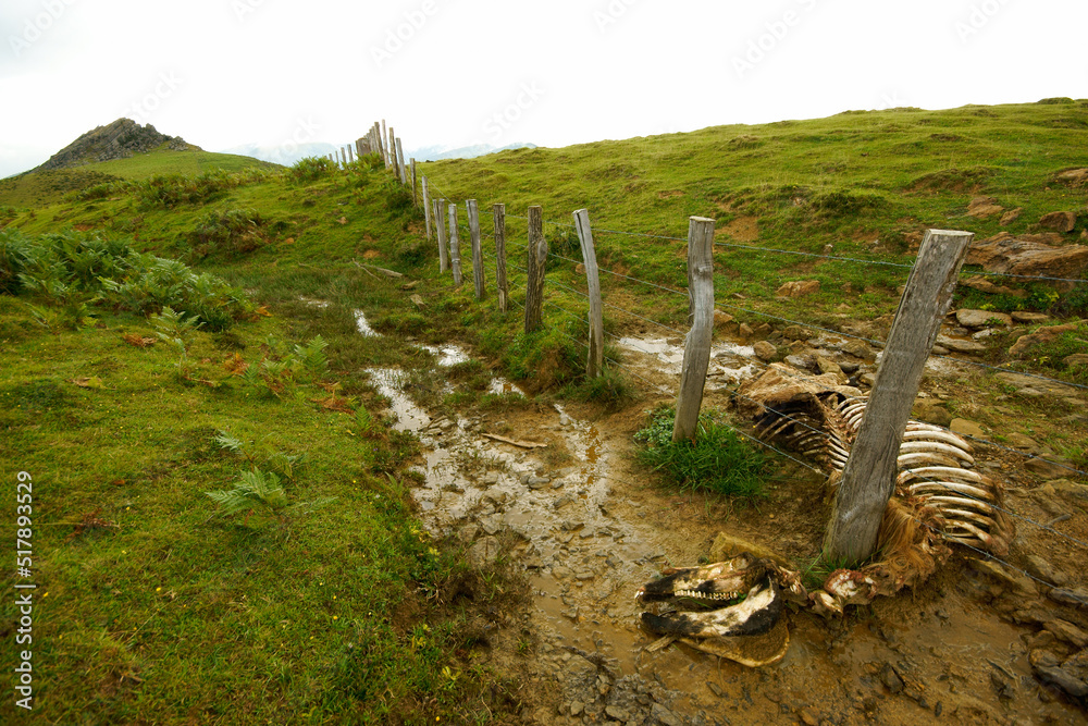 Obraz premium Collado de Arlutxe.Sendero de gran recorrido GR11.Baztan.Cordillera pirenaica.Navarra.España.