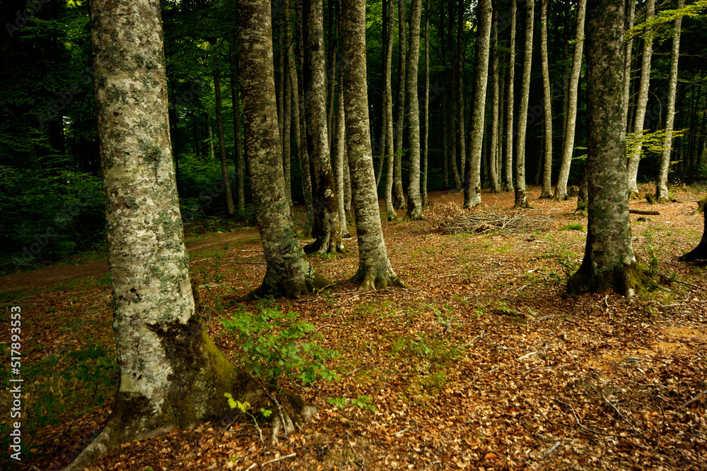 Haya (fagus sylvatica). Bosque de Oiarburu. Auritz. Gran recorrido 11.Cordillera pirenaica.Navarra.España. Haya (fagus sylvatica). Bosque de Oiarburu. Auritz. Gran recorrido 11.Cordillera pirenaica.Navarra.España.