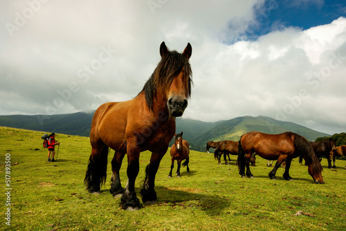 Caballos burguetanos en el collado de Arbilleta. Gran recorrido 11.Cordillera pirenaica.Navarra.España. © Tolo
