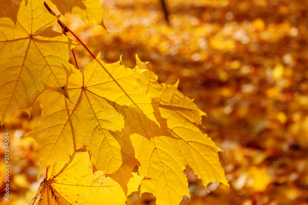 Maple yellow leaf on a branch, permeated with sun light Maple yellow leaf on a branch, permeated with sun light