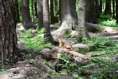 A red squirrel stands near the trees in the forest