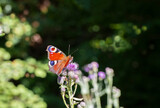Peacock Butterfly (Inachis io) on a lilac flower