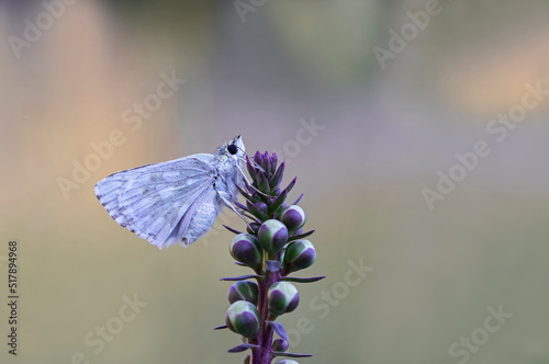 Syrian Hoppy butterfly (Muschampia nomas) photo