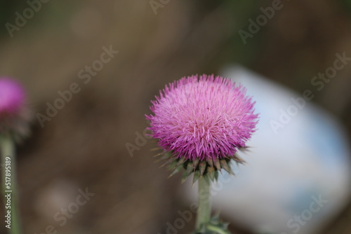 close up of a thistle photo