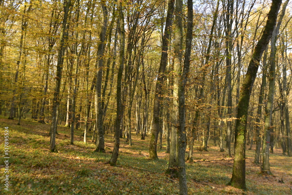 Autumn  in Transylvania Beechwood 