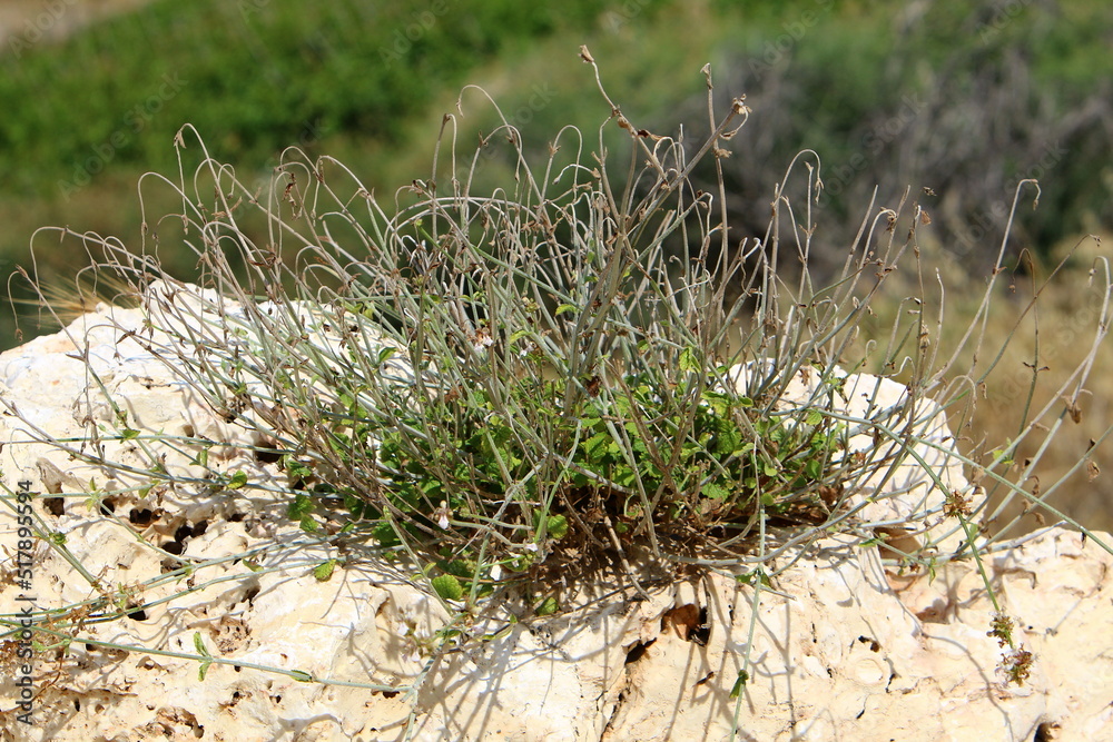 Green plants and flowers grow on stones Green plants and flowers grow on stones