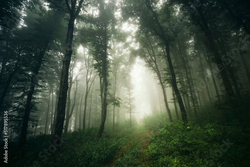 green forest with lush vegetation in fog  fantasy landscape