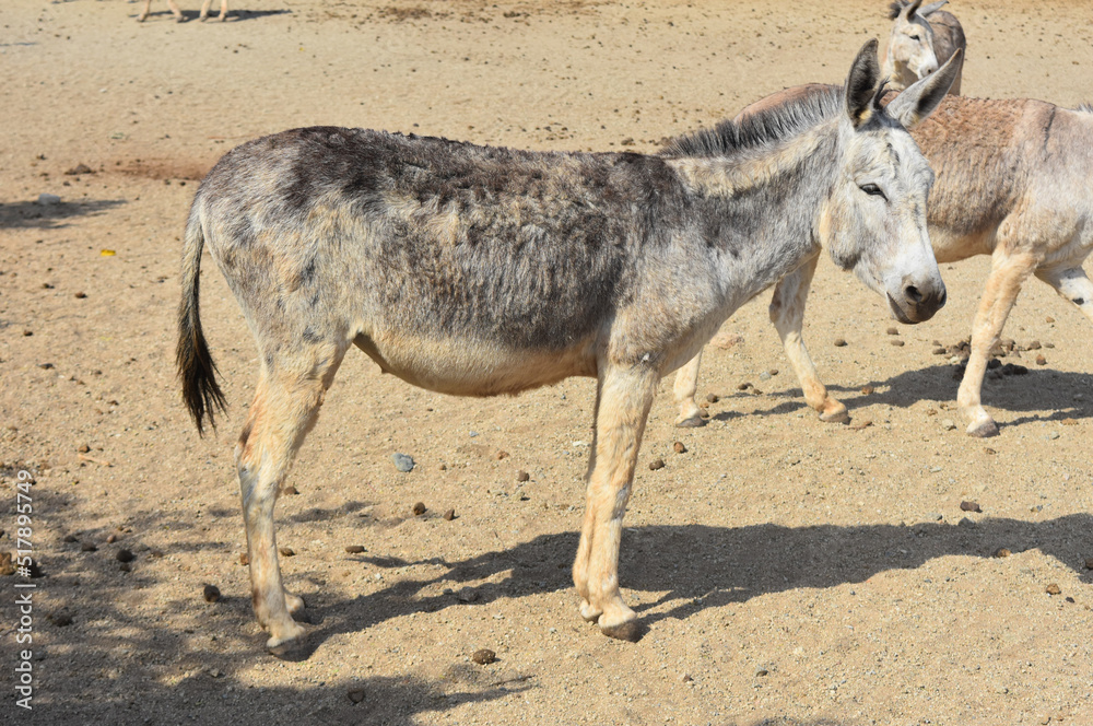 Wild Donkey in a Santuary in Arid Aruba Wild Donkey in a Santuary in Arid Aruba