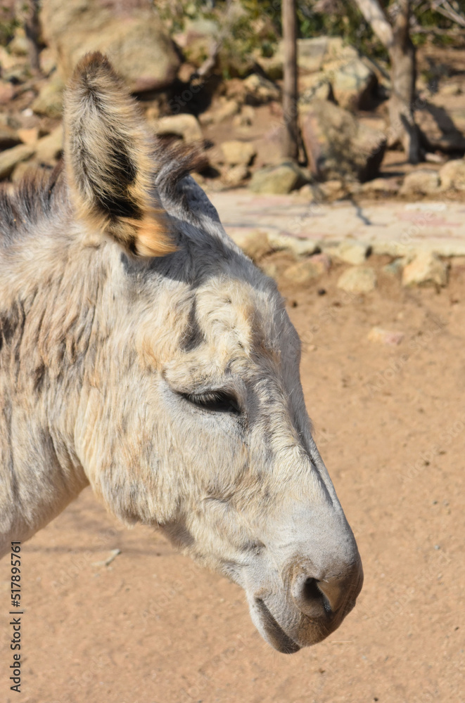 Fototapeta premium Sweet Wild Donkey in Aruba's Dry Climate