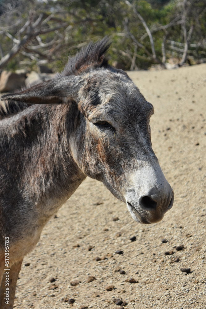 Fototapeta premium Wild Donkey with a Mohawk in Aruba